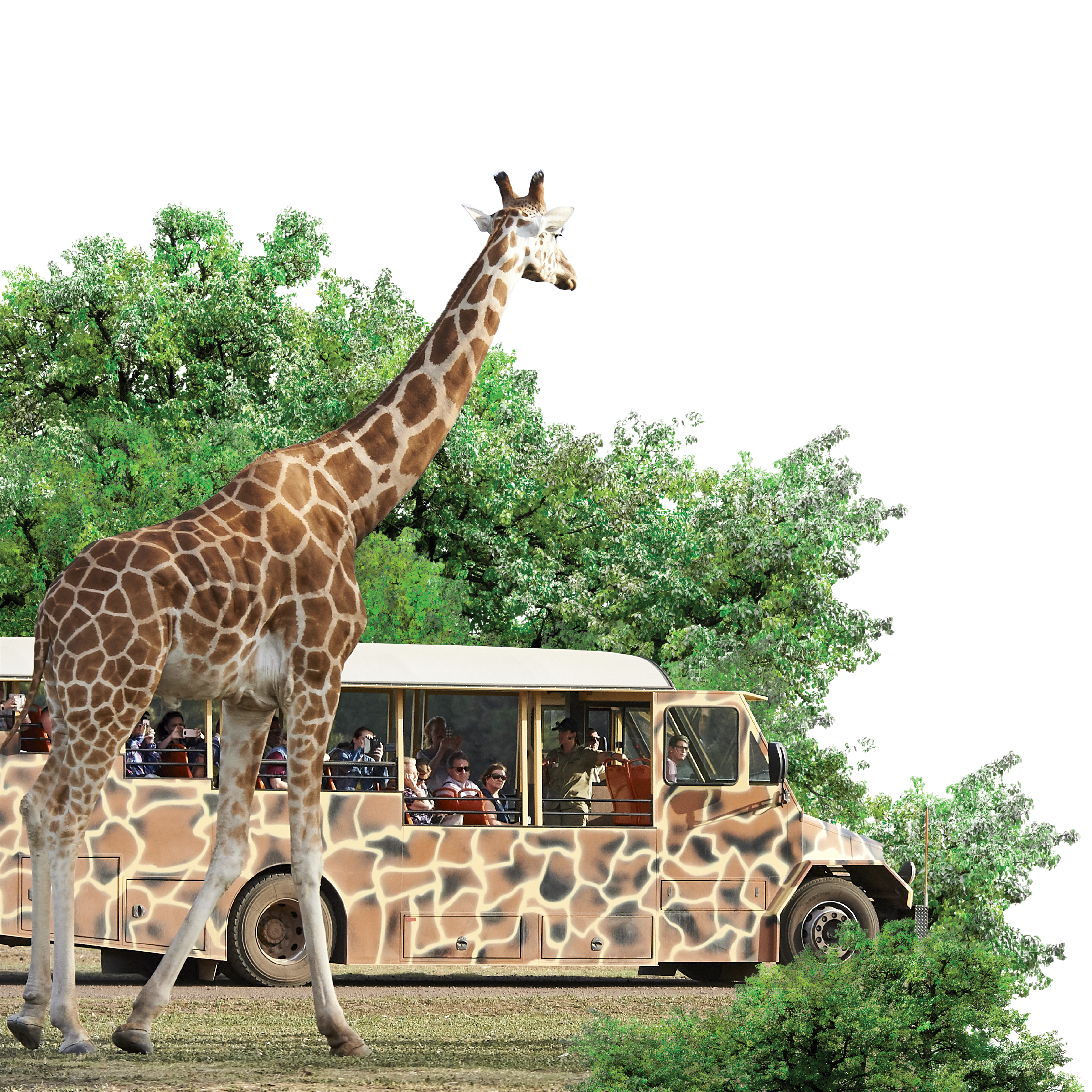 Werribee Open Range Zoo Safari Bus