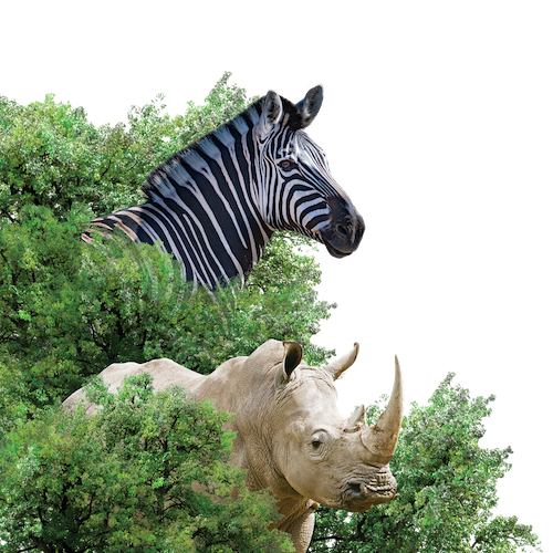 Rhino & Zebra