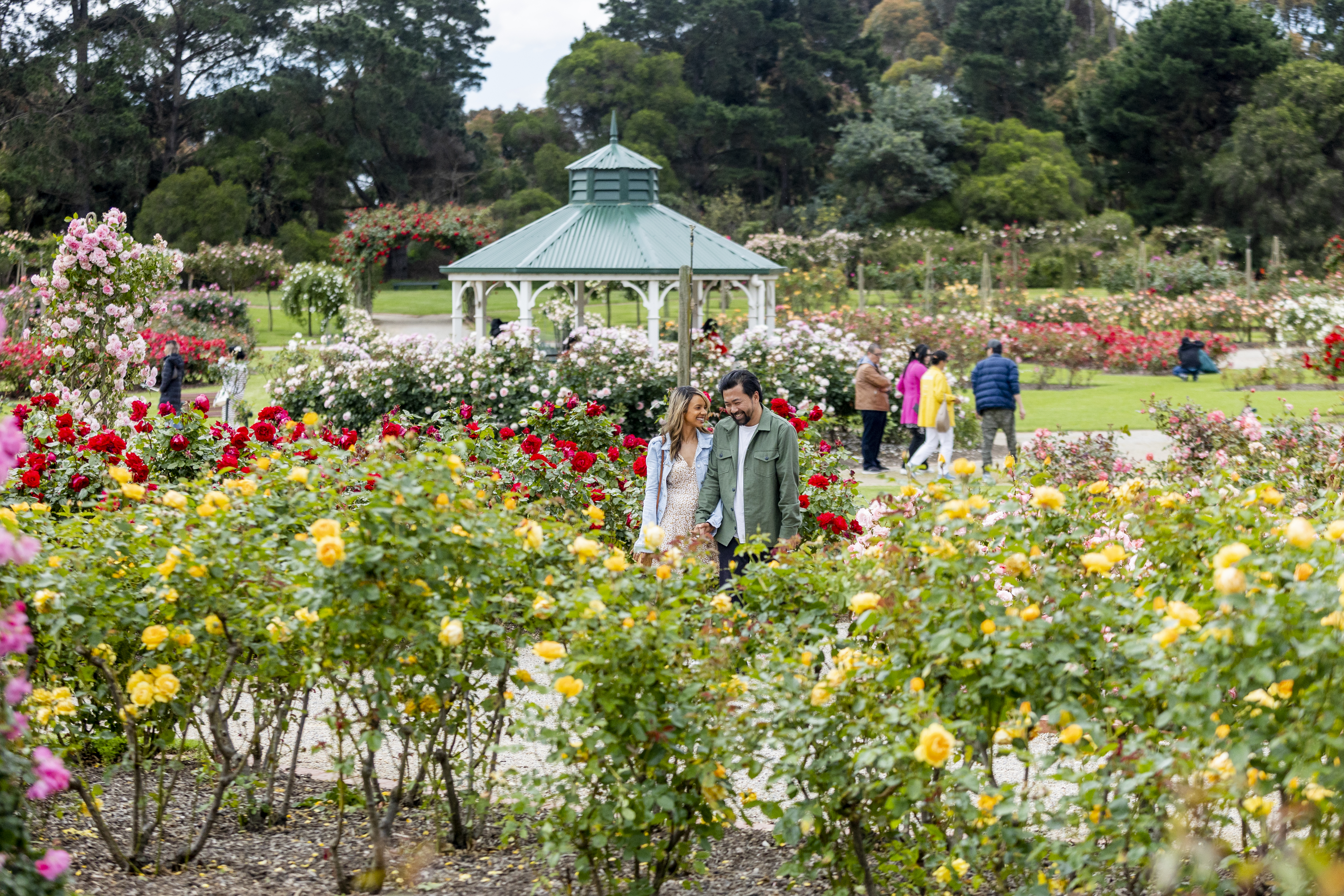 rose garden