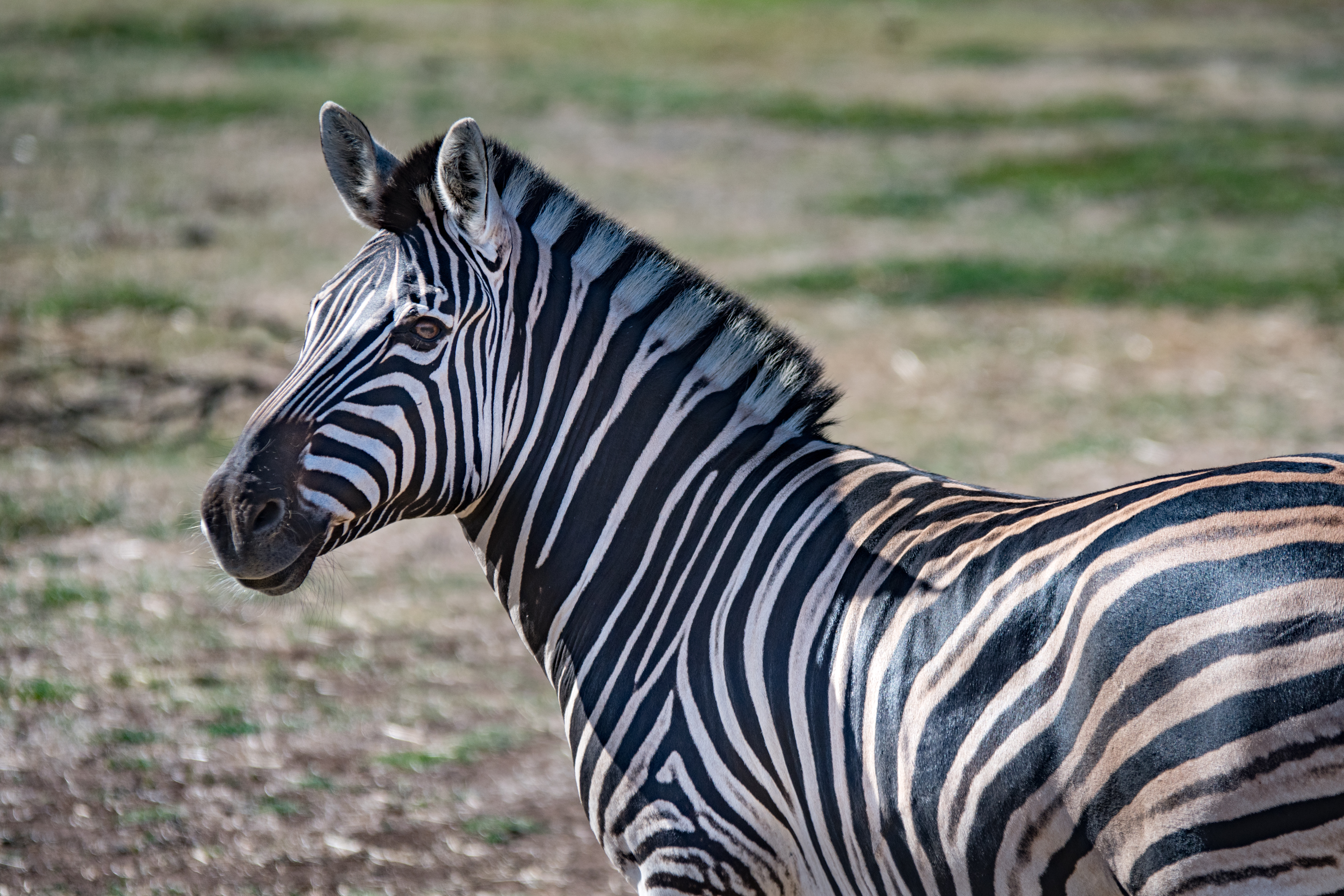 zebra