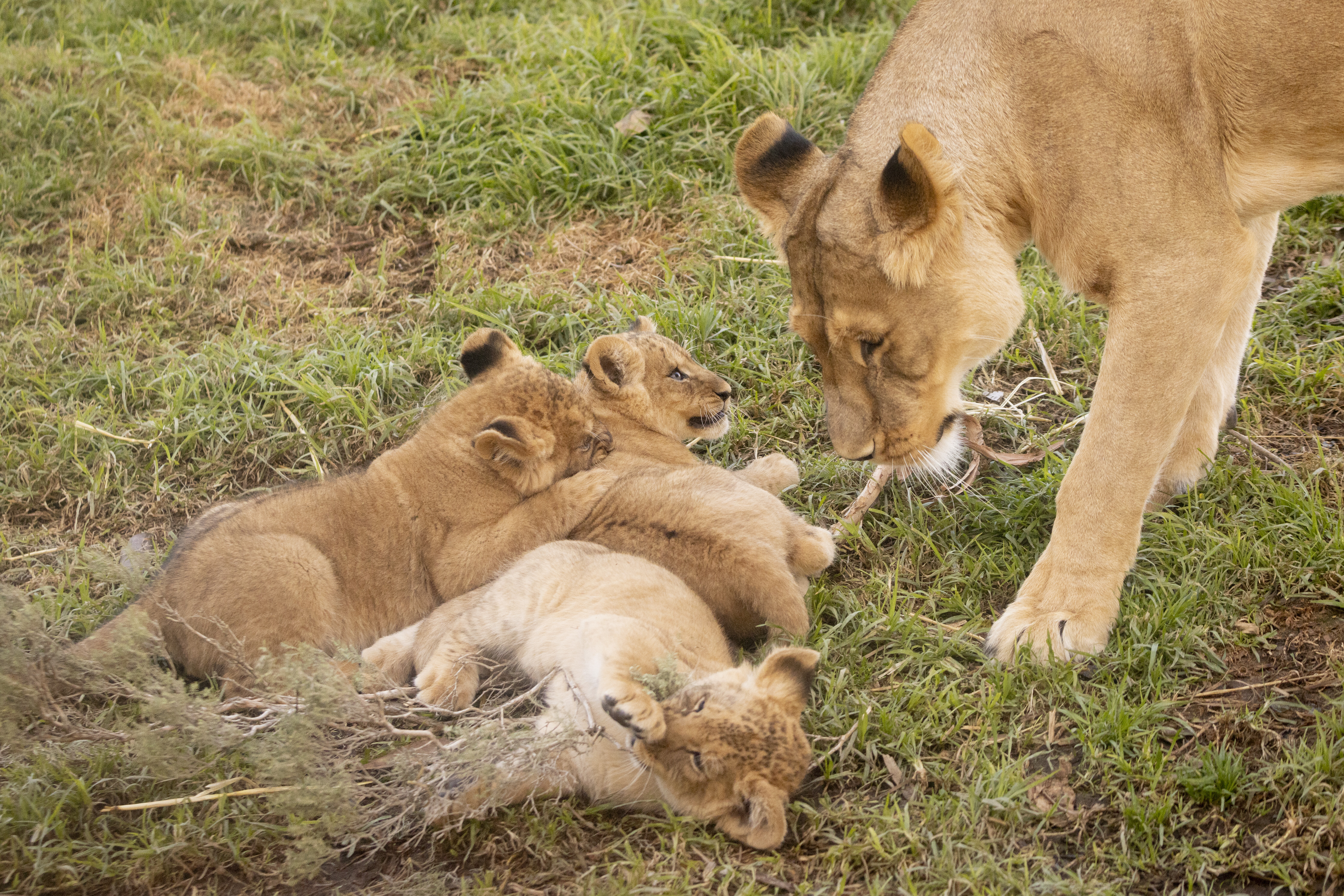 mother and cubs