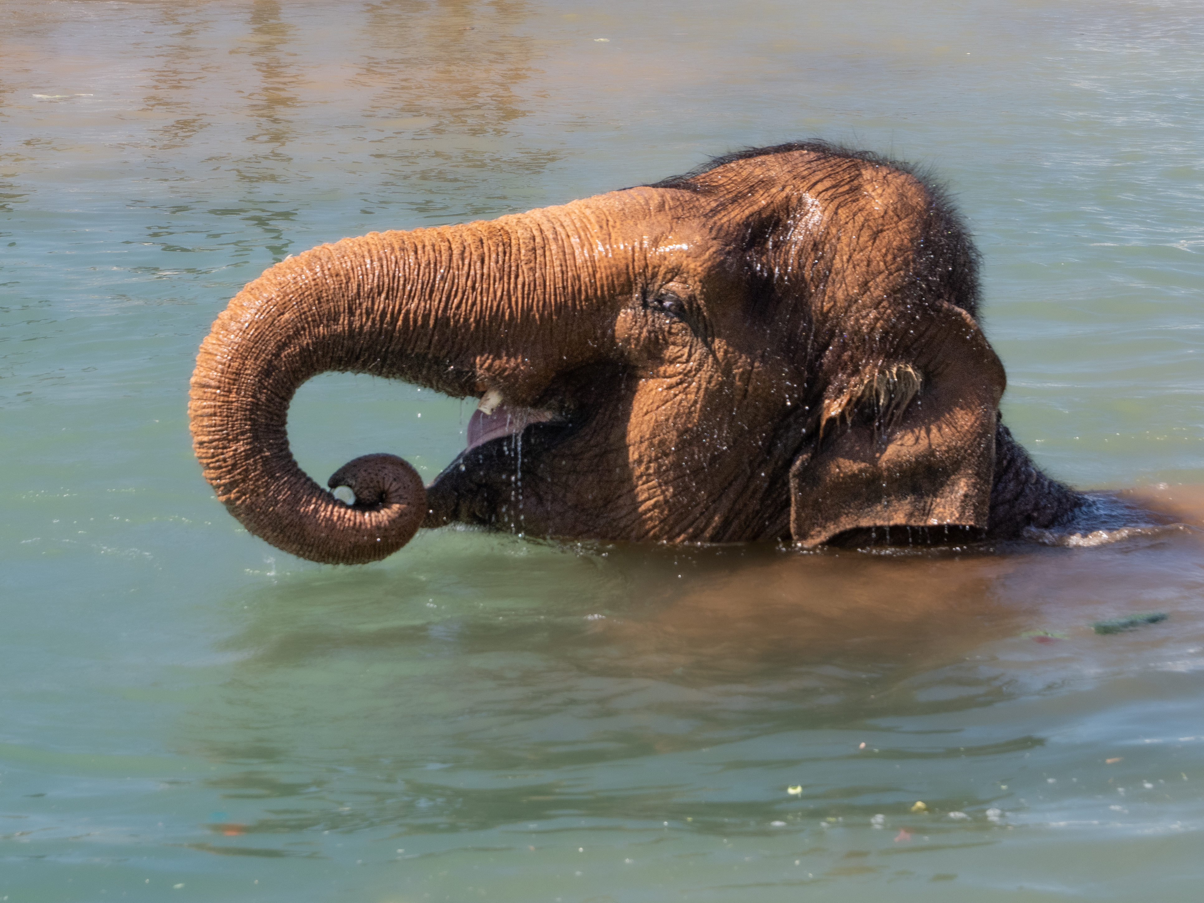 elephant