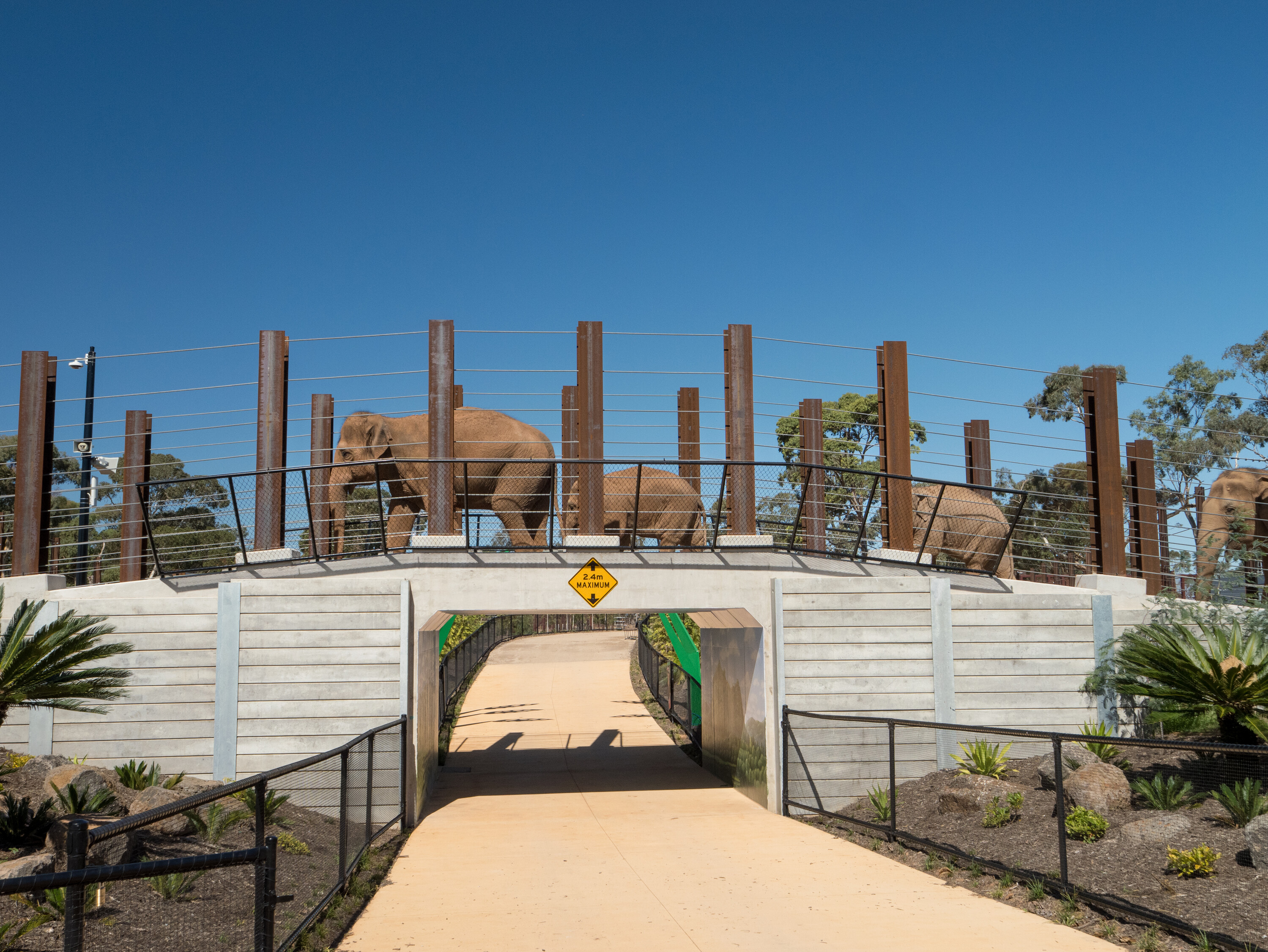 a herd of elephants crossing a bridge at Werribee Open Range Zoo