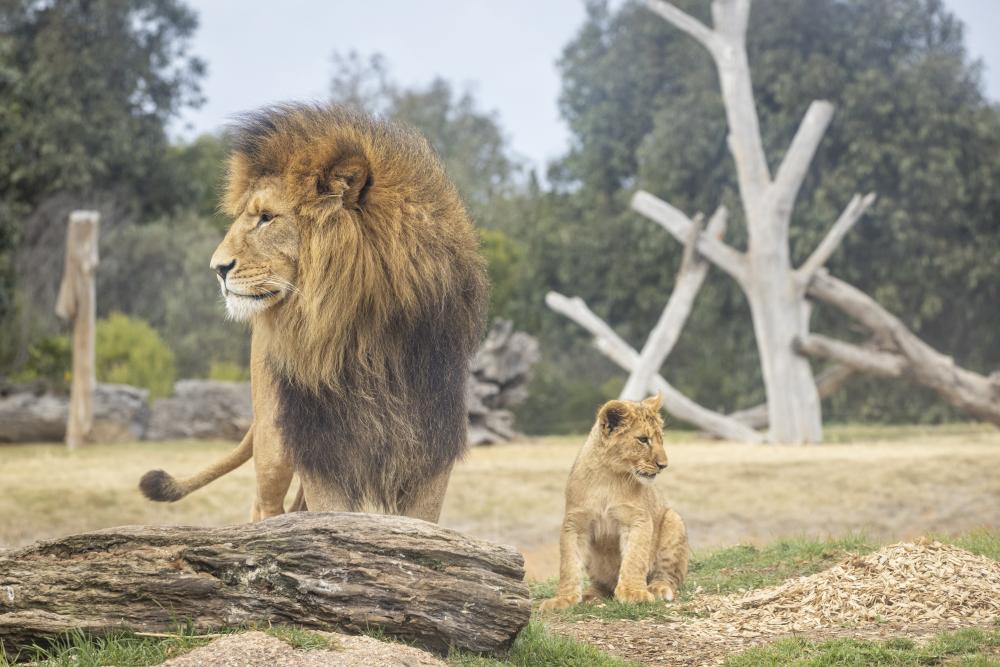 lion dad with cub