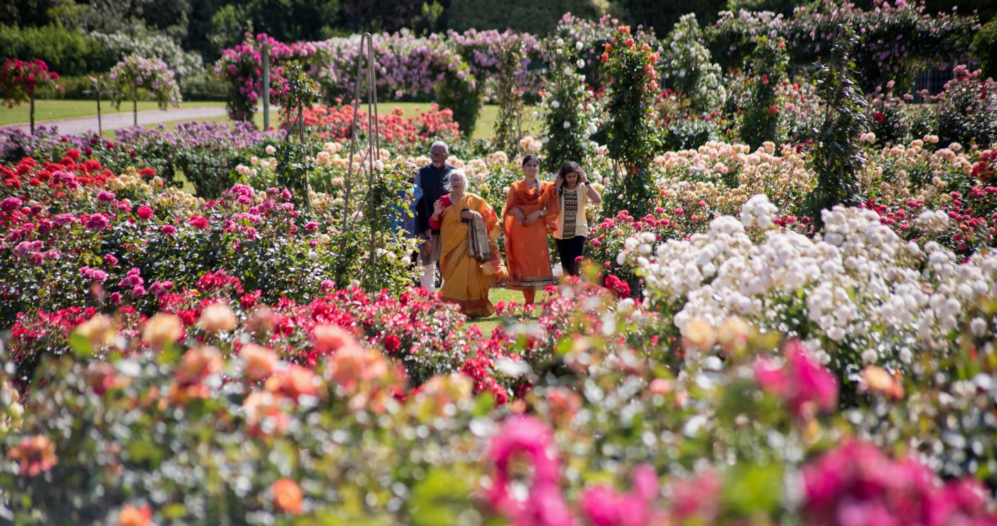 Family walking through Victoria State Rose Garden