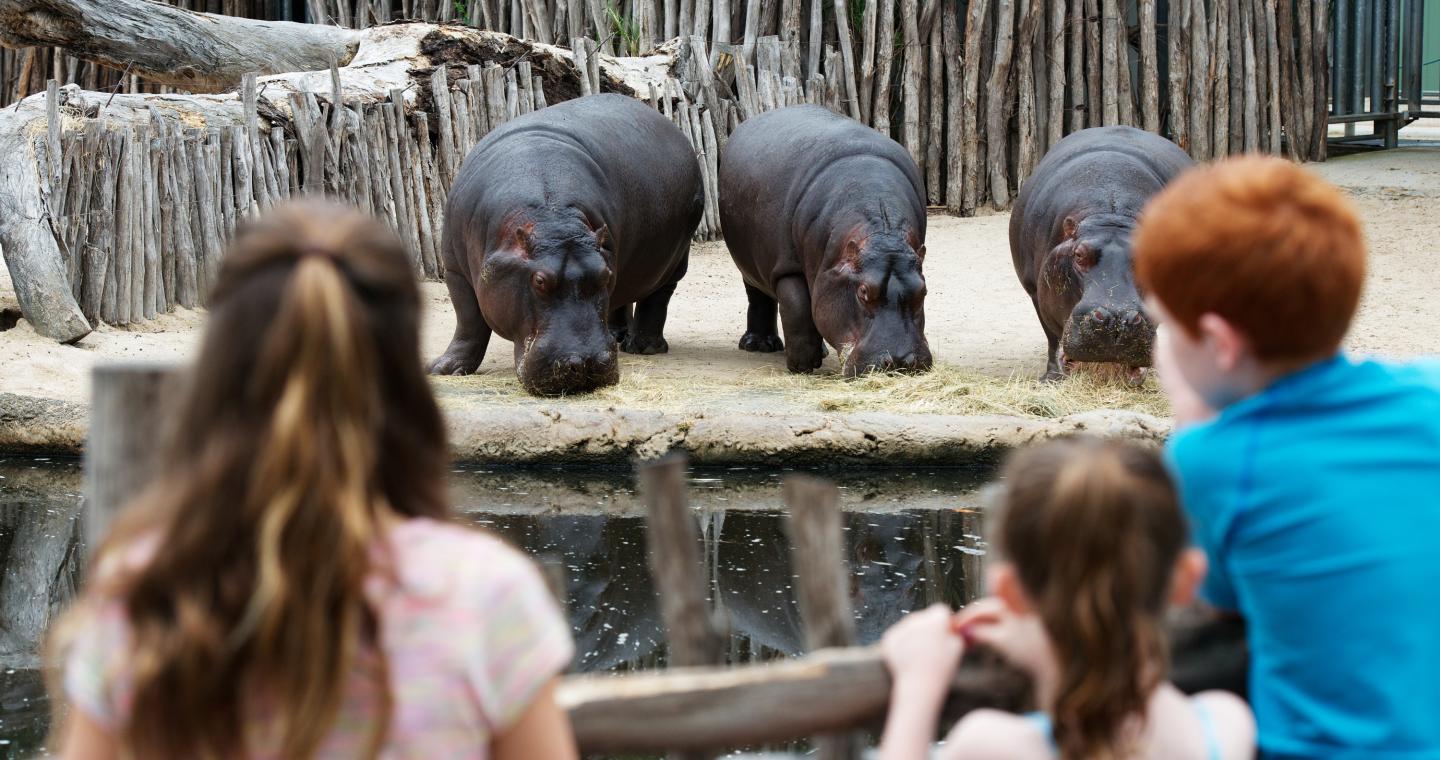 Hippos at Werribee Open Range Zoo