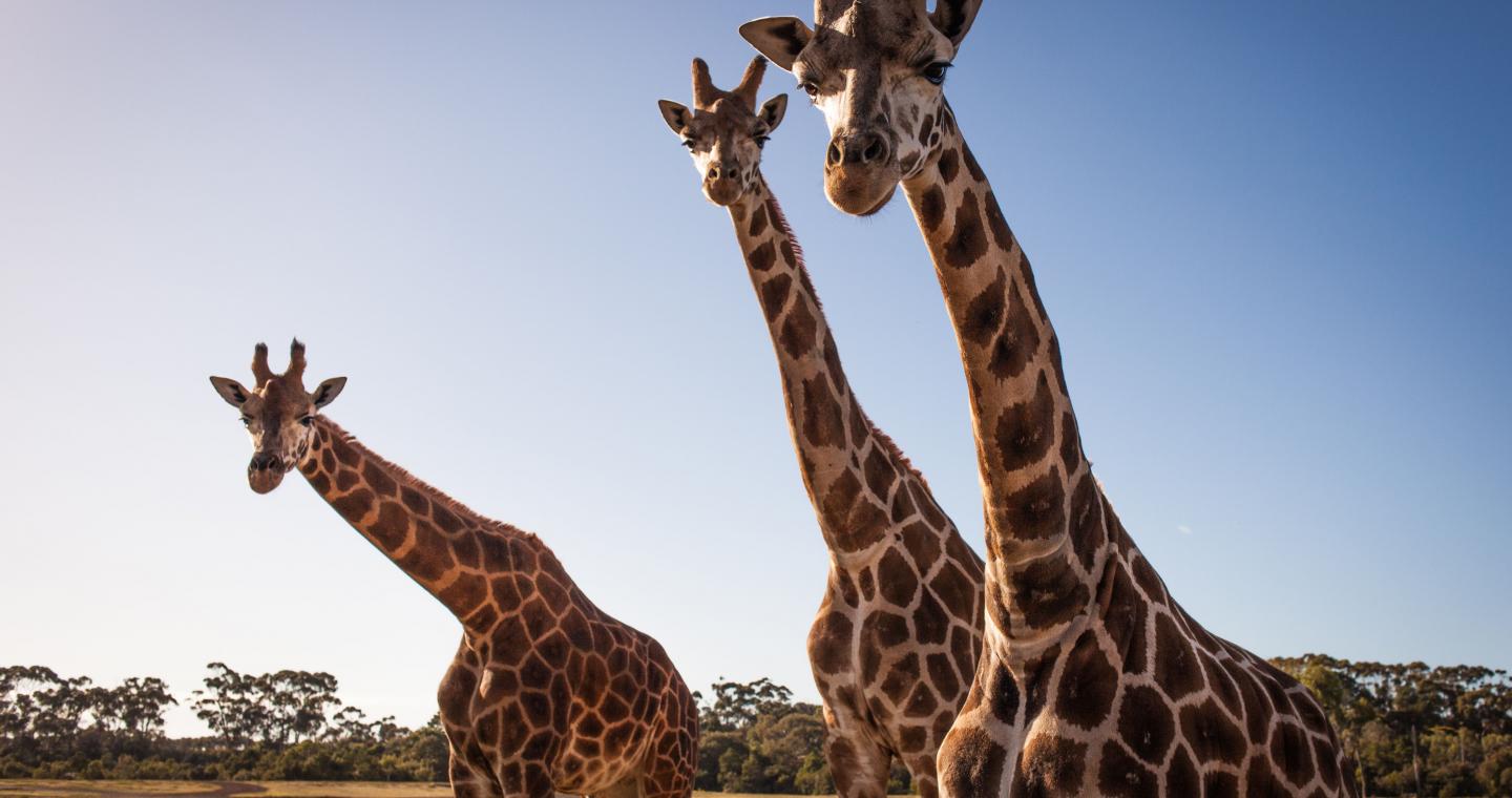 Giraffes at Werribee Open Range Zoo