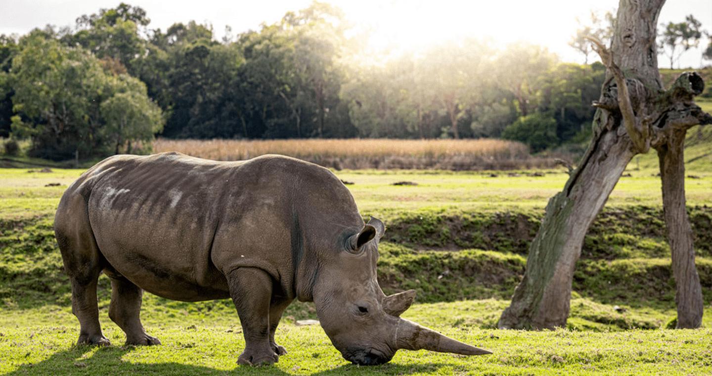 Rhino