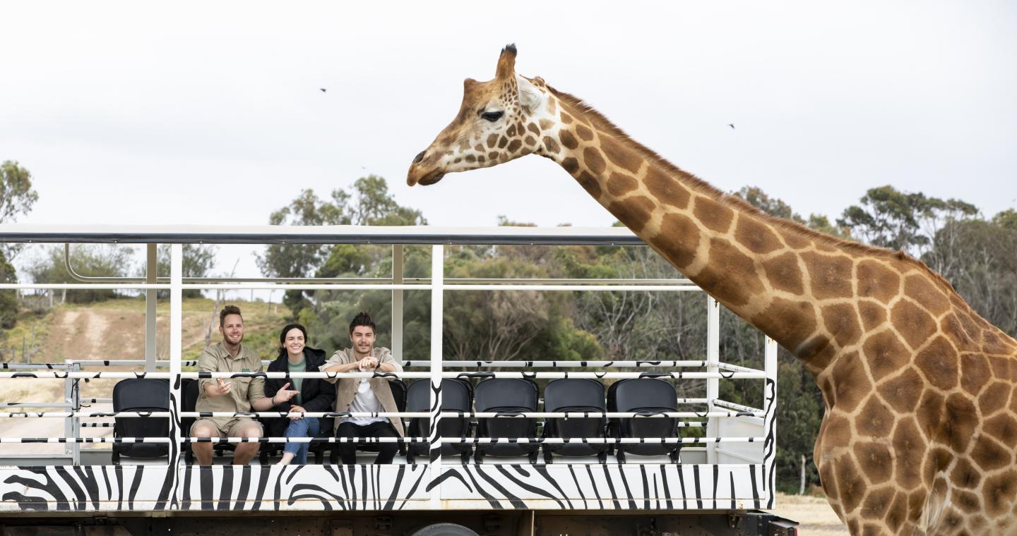 giraffe hero
