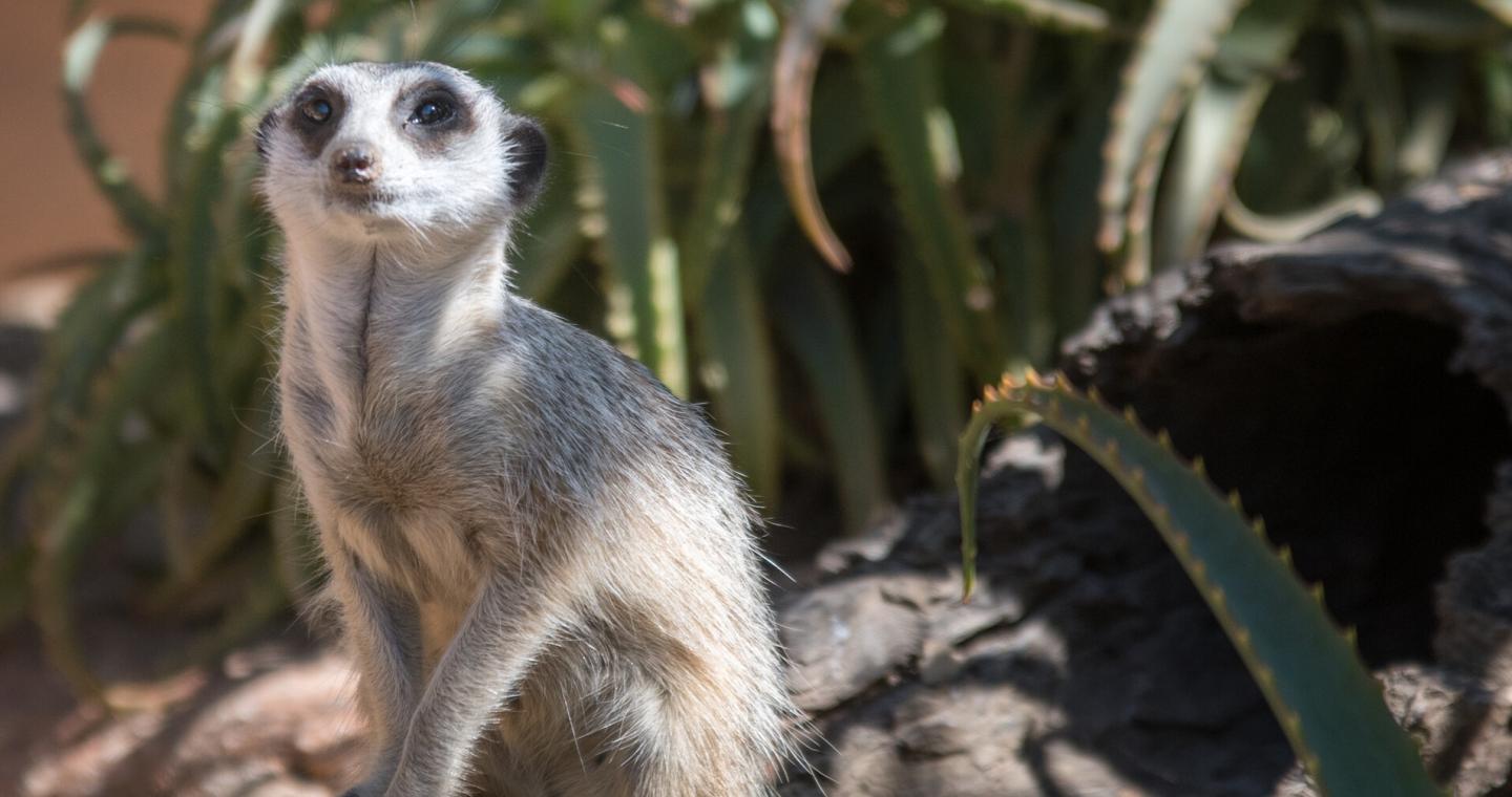 meerkat new1