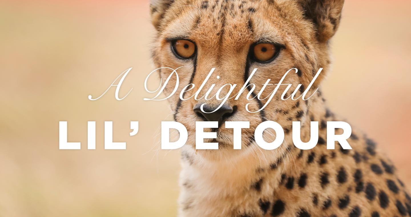 Close up of a cheetah's face with text A Delightful Lil' Detour