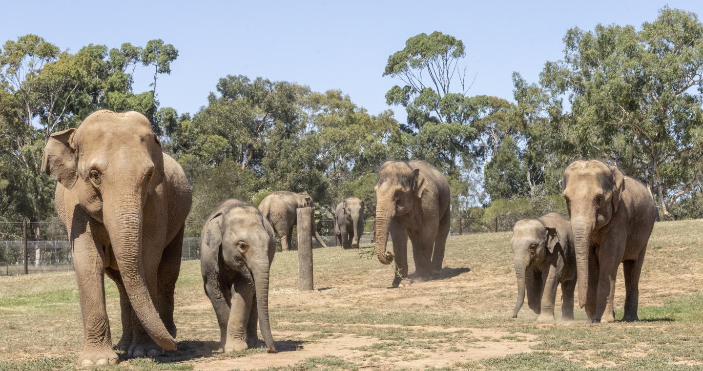 elephants
