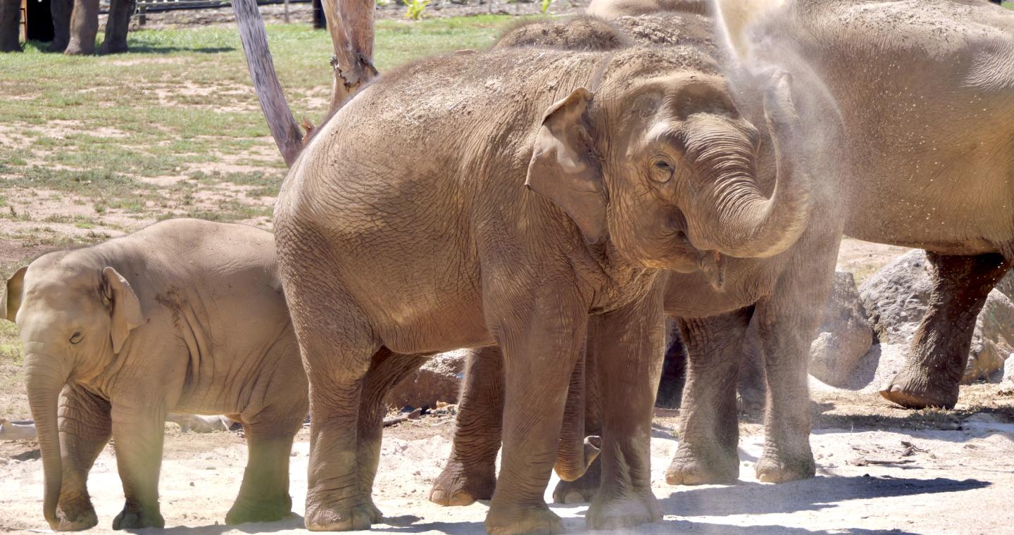 asian elephant throwing up sand with its trunk at Werribee Open Range Zoo