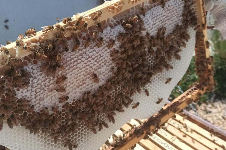 Wonder at the natural processes of honeybees.