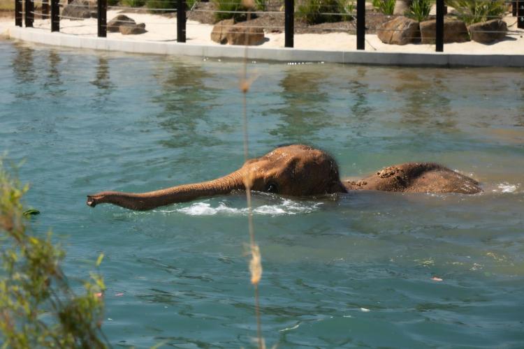 Elephant calf in pool