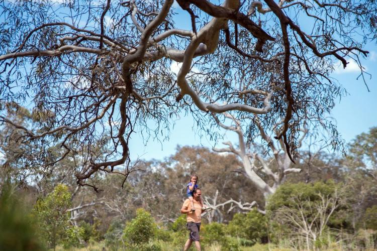 Adult and child walking through Werribee Park