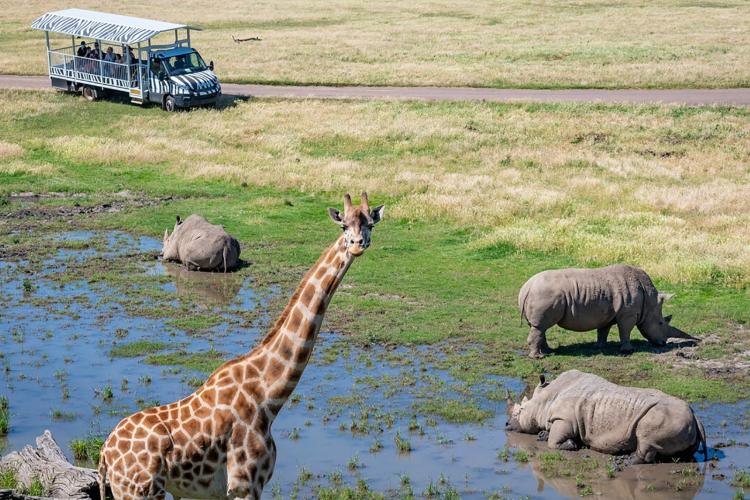 three hippos and a giraffe in an open zoo