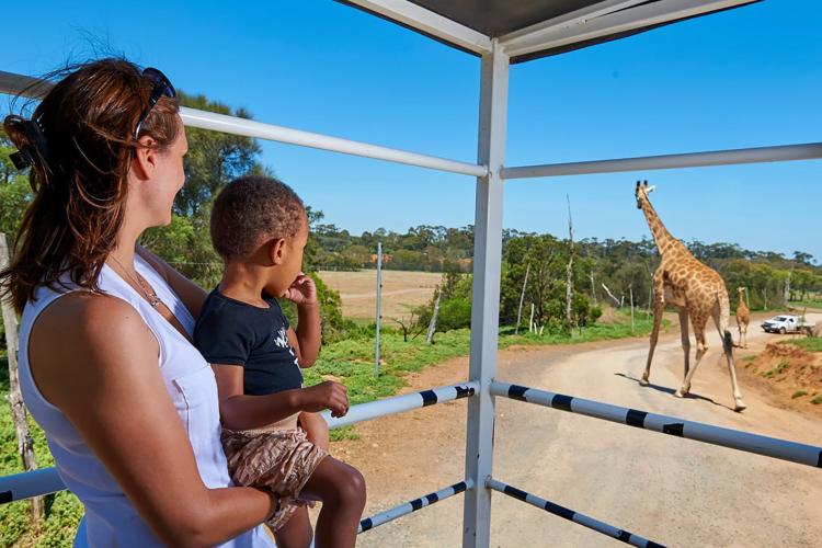 werribee zoo deluxe safari adventure