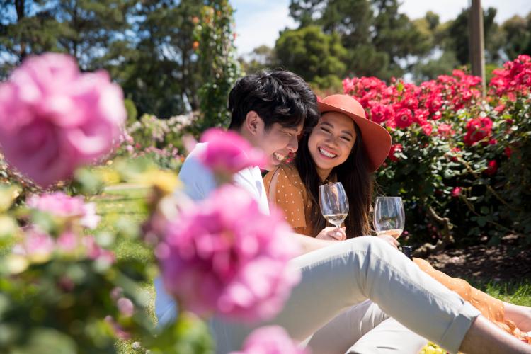 wine rose garden