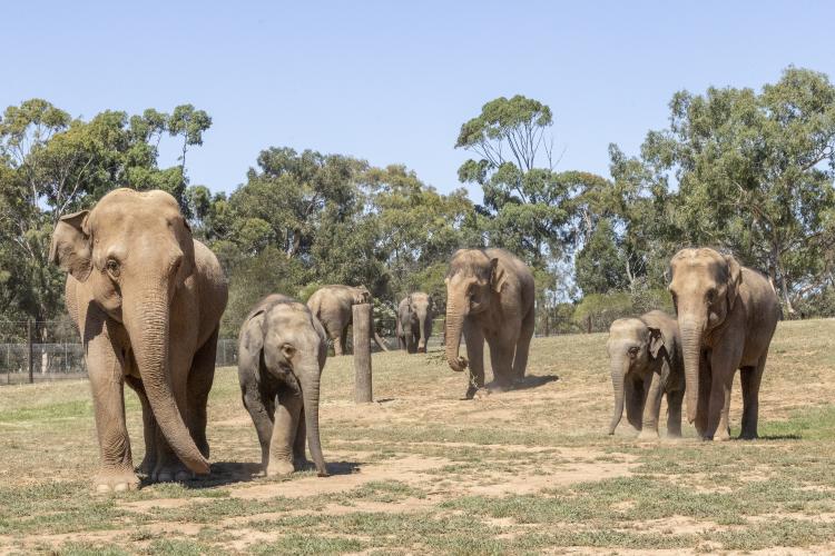elephants