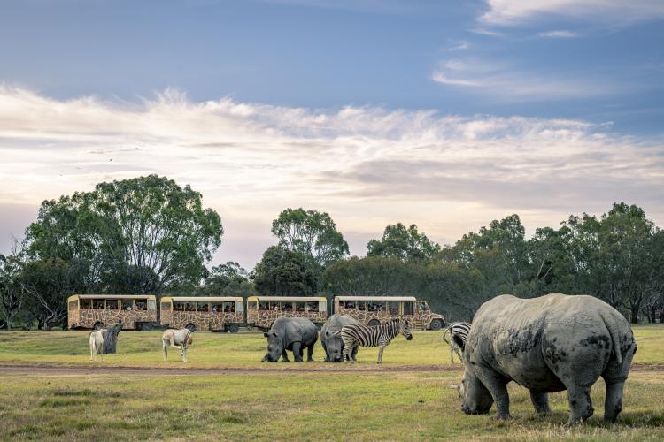 rhinos and zebra on the savannah with a Safari Bus in background