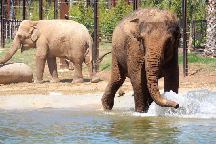 two elephants at Werribee Open Range Zoo