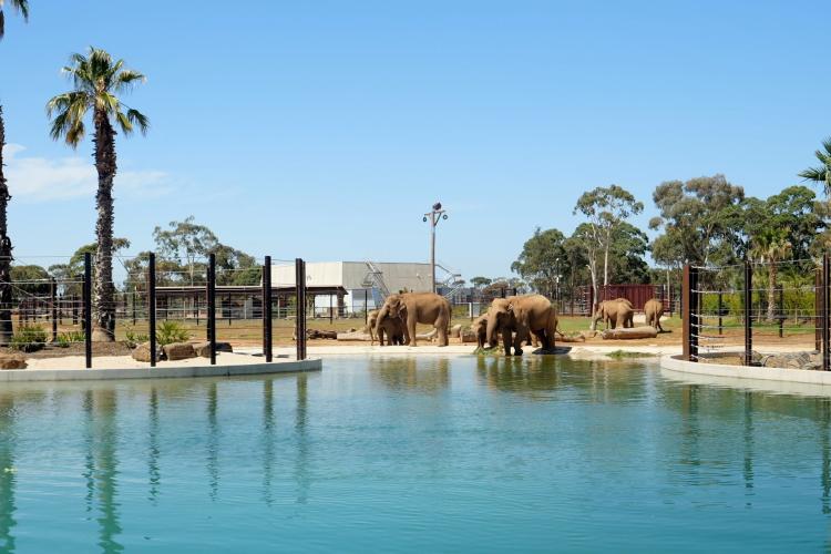 Elephant Trail at Werribee Open Range Zoo
