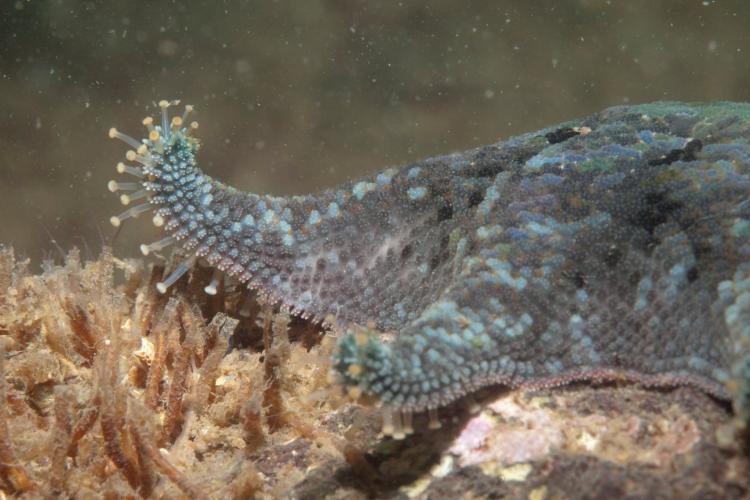 Point Cooke Marine Sanctuary