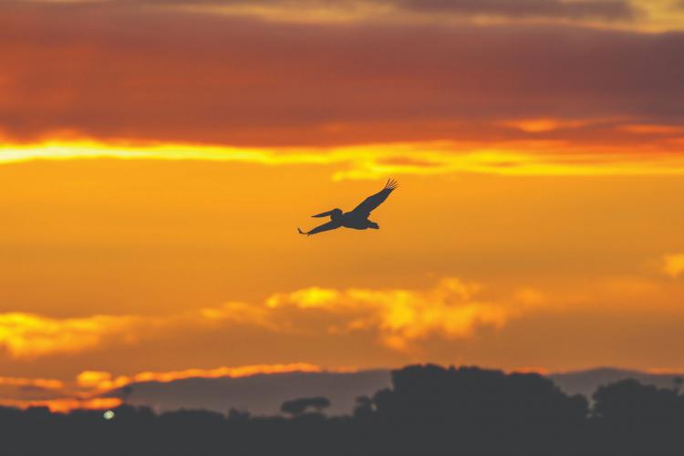 Birdlife - Werribee & Surrounds