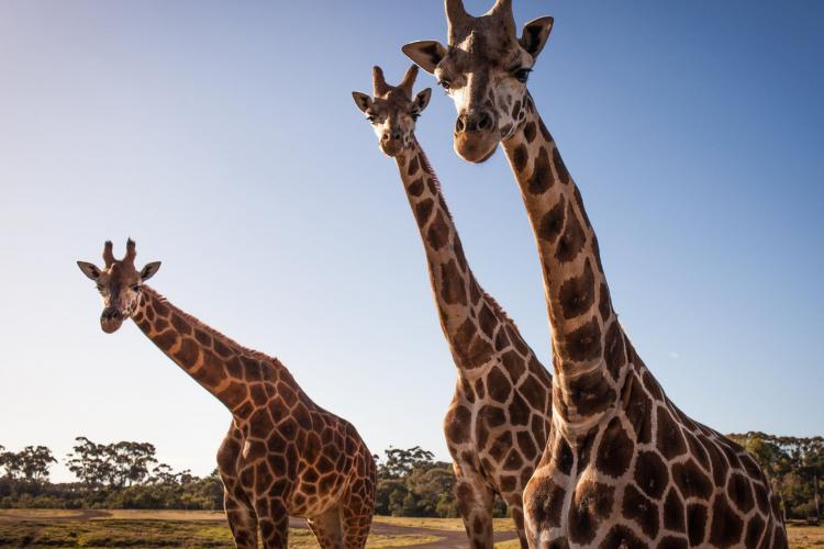 Giraffes