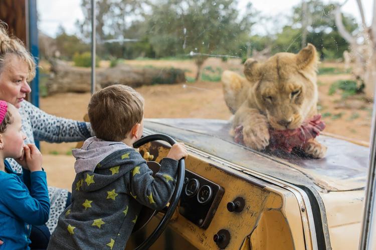 a baby lion eating on top of the hood of a zoo cart