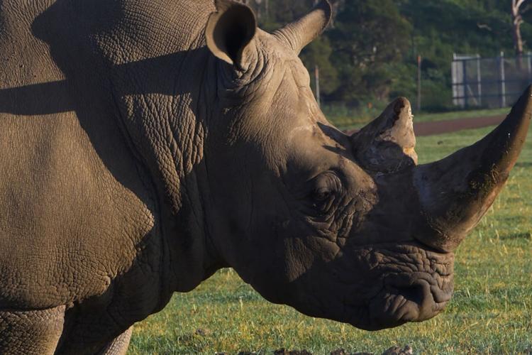Rhinoceros