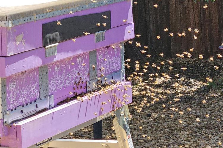 Find out how honeybees communicate.