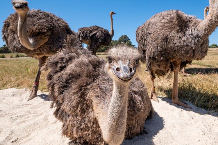 A group of emus