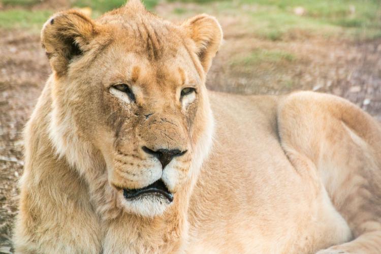 Lion