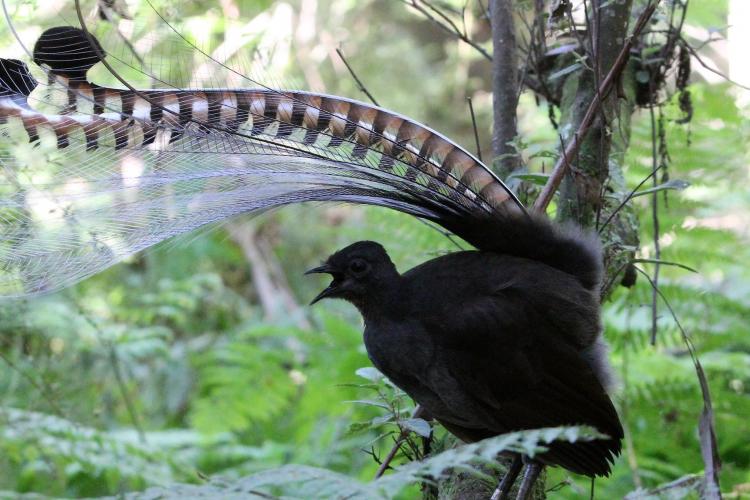 Firetail Birdwatching Tours - Superb Lyrebird