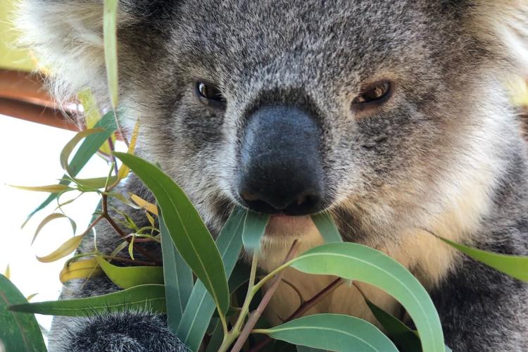 a koala eating gum leaves