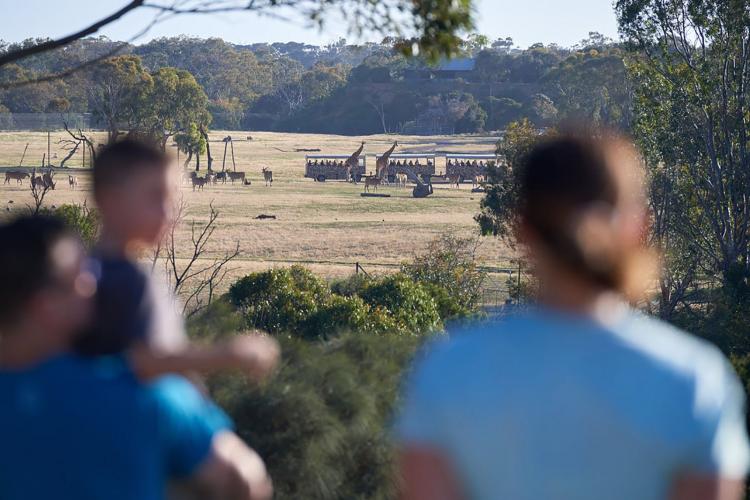 People looking at giraffes