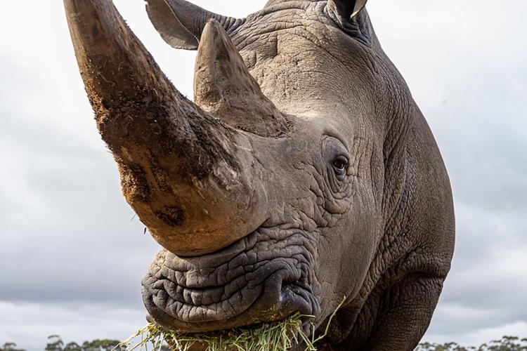 Close up image of a rhino with grass in it's mouth