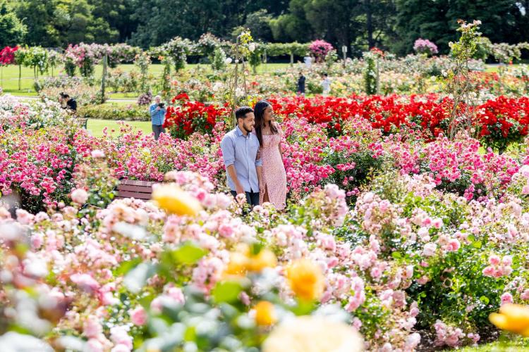 Couple walking through Victoria State Rose Garden