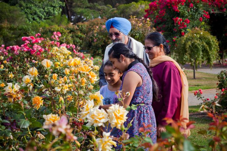 An Indian family are in a rose garden and looking at yellow roses