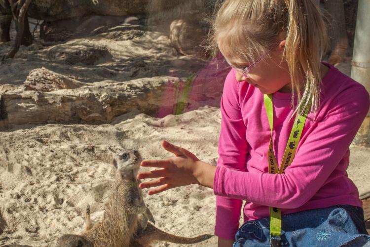 Meerkats