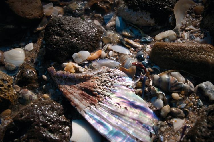 Point Cooke Marine Sanctuary