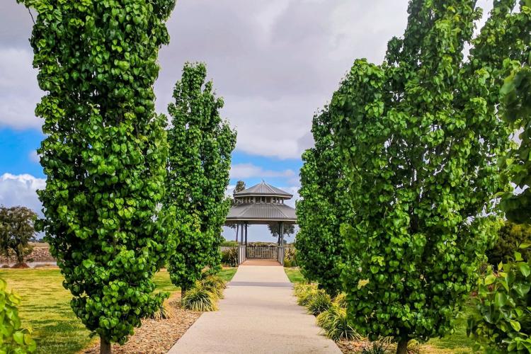 photo of trees lining path to gazebo