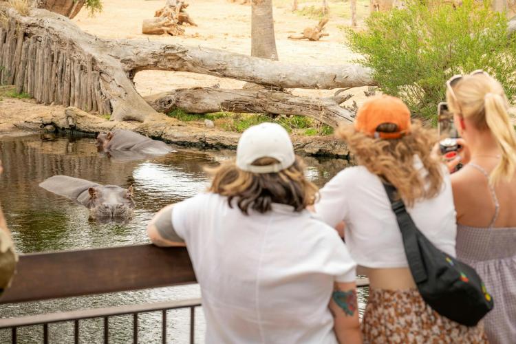 Visitors looking at hippos