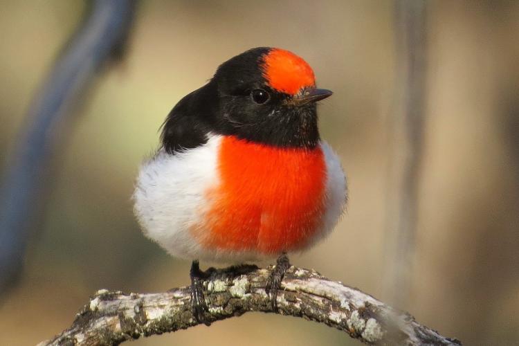 Firetail Birdwatching Tours - Red-capped Robin