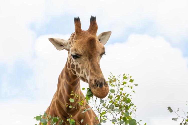 Giraffe eating leaves