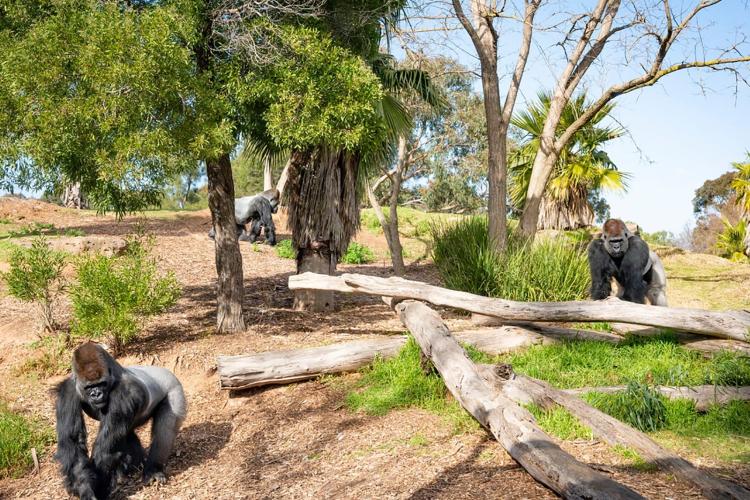 three gorillas in an open zoo area