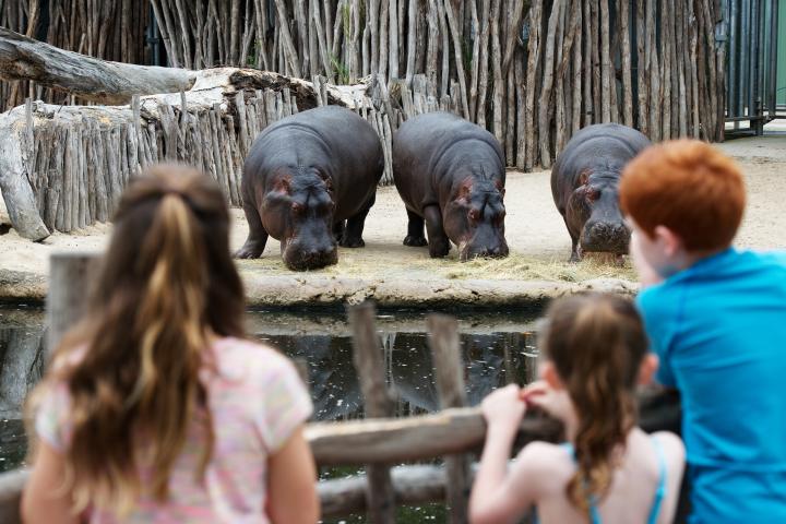 Hippos at Werribee Open Range Zoo