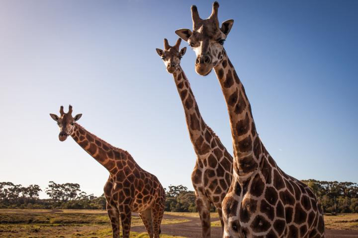 Giraffes at Werribee Open Range Zoo